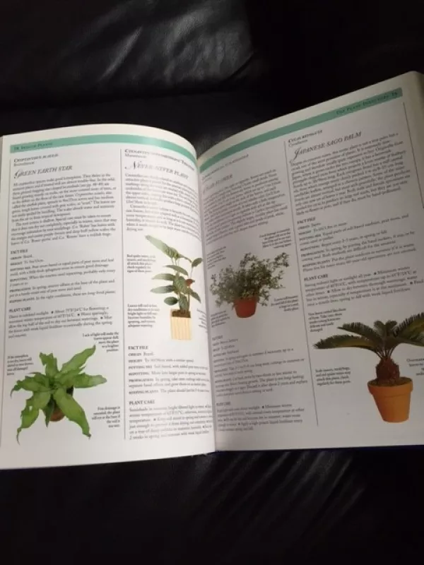 Indoor Plants - Jane Courtier, knyga