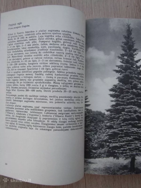 Lietuvos medžiai - M. Navasaitis, A.  Navasaitis, knyga