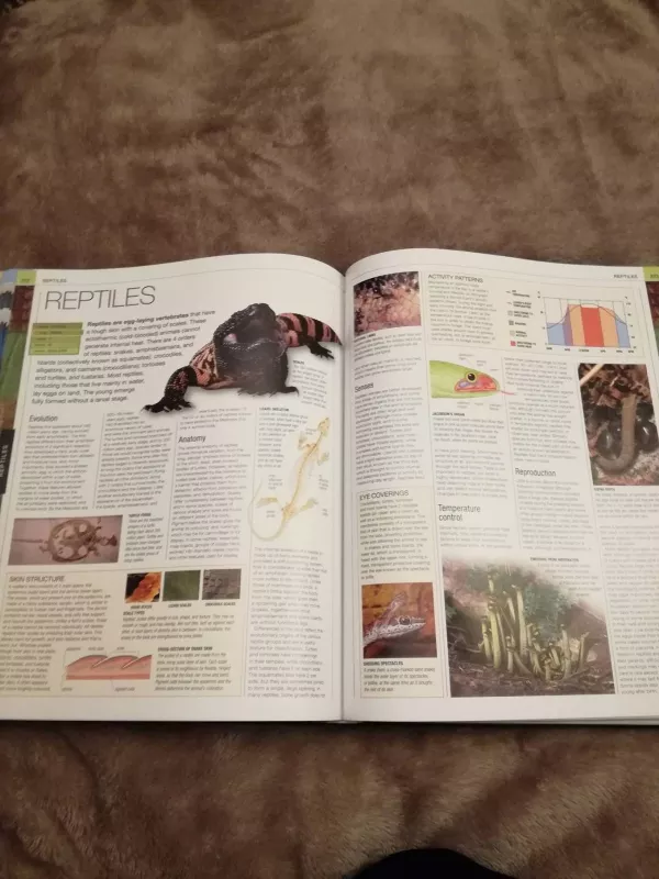 Animal The definitive visual guide - David Burnie, knyga