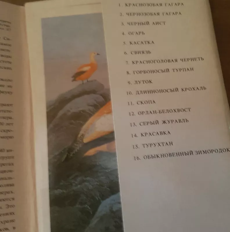 птицы России Байкал (atvirukų komplektas) - Autorių Kolektyvas, knyga