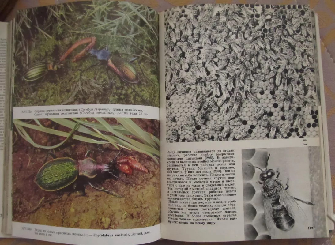 iliustruota vabzdžių knyga - V. J. Stanek, knyga