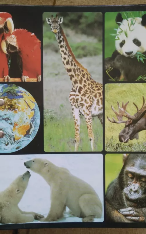 Gyvūnijos pasaulyje - Autorių Kolektyvas, knyga