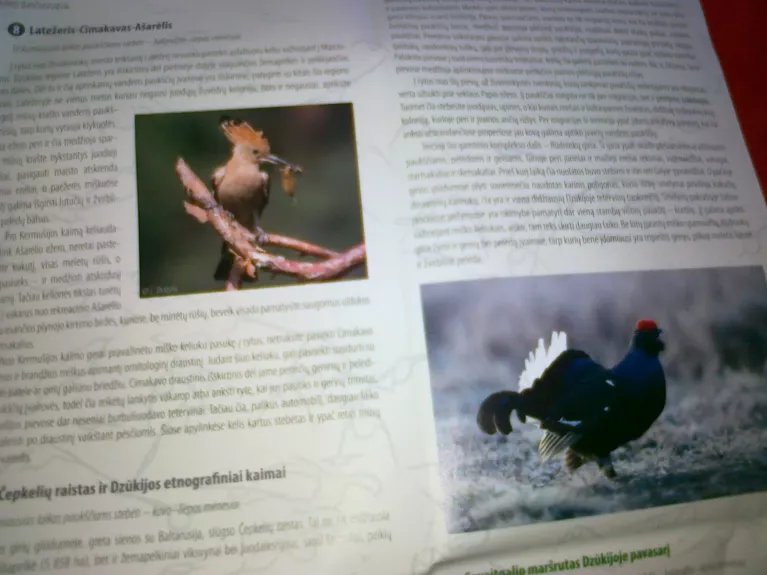 Stebėk paukščius Dzūkijoje ir Bebros upės slėnyje - Autorių Kolektyvas, knyga 1
