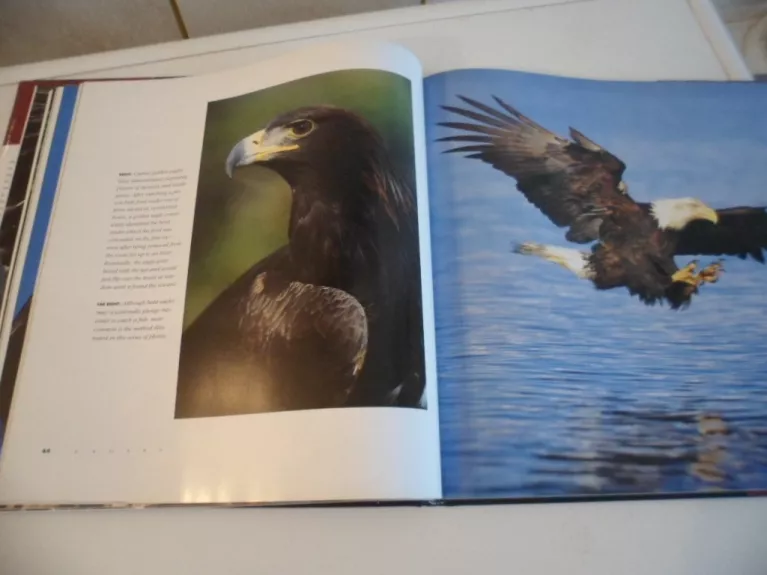 eagles - D. Jones, knyga 1