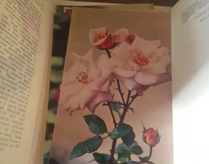 Цветы часы  открытки - Autorių Kolektyvas, knyga 1