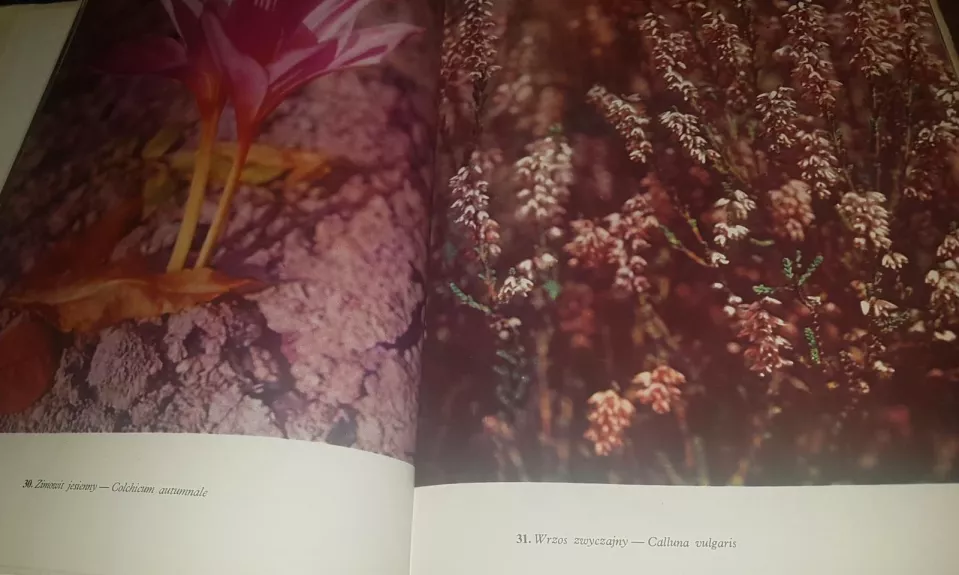 Kwiaty - Autorių Kolektyvas, knyga 1