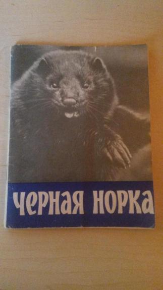 Черная норка