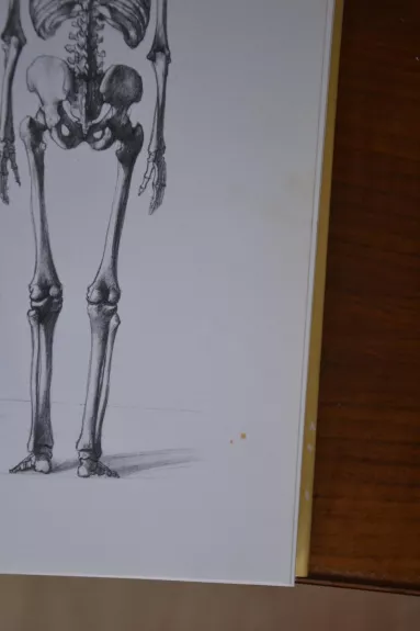 Анатомия для художников - Енё Барчаи, knyga 1