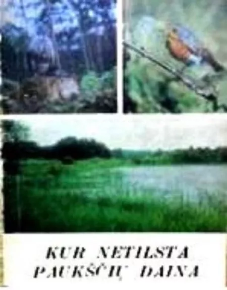 Kur netilsta paukščių daina