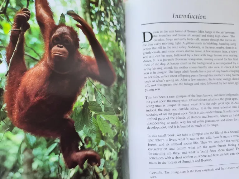 The Natural History of Orang Utan - Elisabeth Bennett, knyga 1