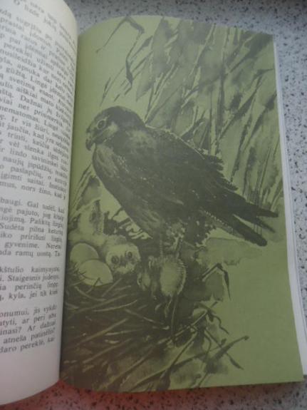 Paukštulis-ežero vaikas