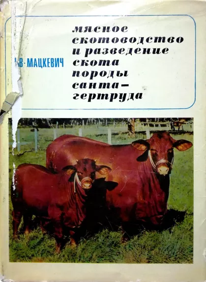 Мясное скотоводство и разведение скота породы санта-гертруда