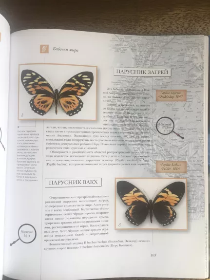Самые  красивые и знаменитые бабочки мира - Леонид Каабак, knyga 1