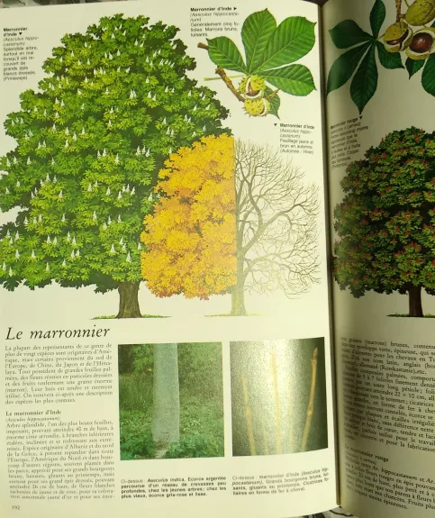 Encyclopédie visuelle des arbres (Medžių enciklopedija) - Autorių Kolektyvas, knyga 1