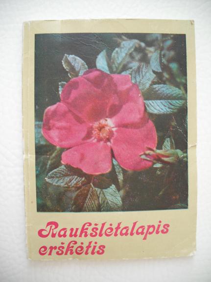 Raukšlėtalapis erškėtis