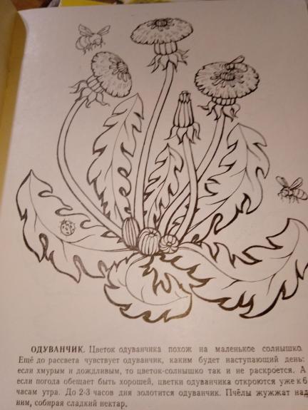 цветочные часы