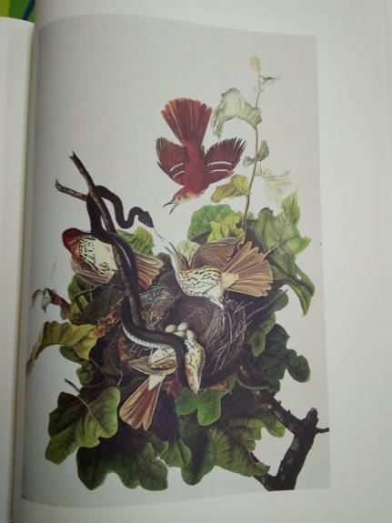 The birds of America