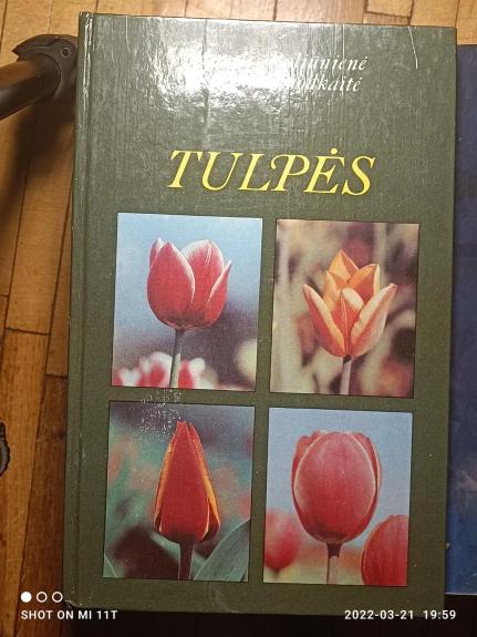 Tulpės