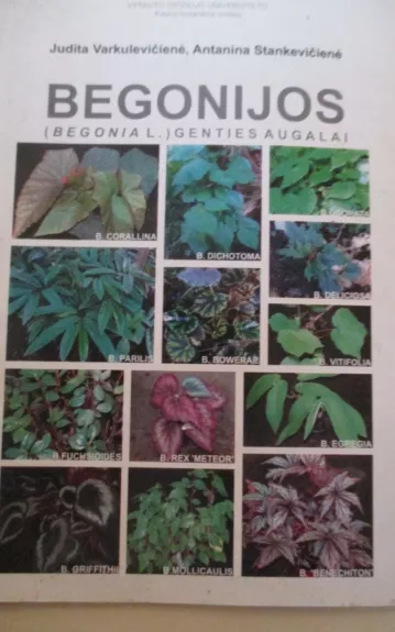 Begonijos (Begonia L.) genties augalai