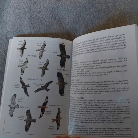 Miškas ir paukščiai - Petras Kurlavičius, Eugenijus Drobelis, knyga 1