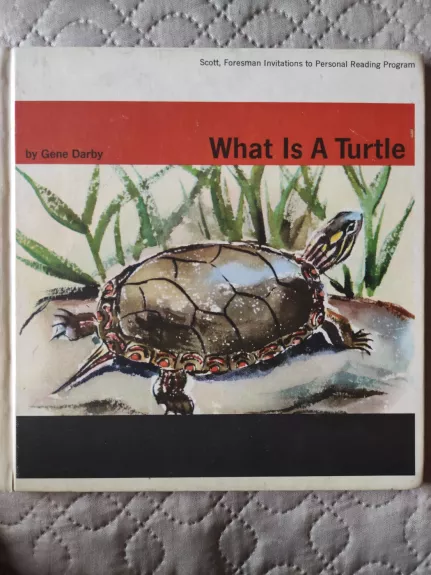 What is a turtle