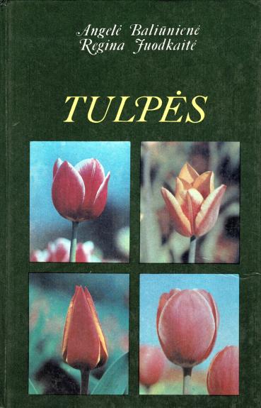 Tulpės