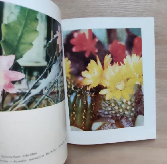 Kaktusai megejo kolekcijoje