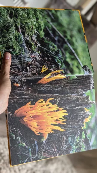 Gyvas miško pasaulis