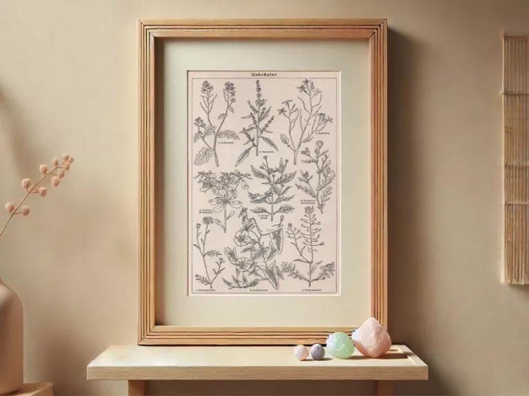 Senovine botaninė litografija Piktžolės 1932m. Meyers Lexikon