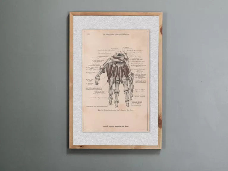 Žmogaus anatomija rankos raumenys 1908m. autentiška litografija iš Anatomischer Atlas