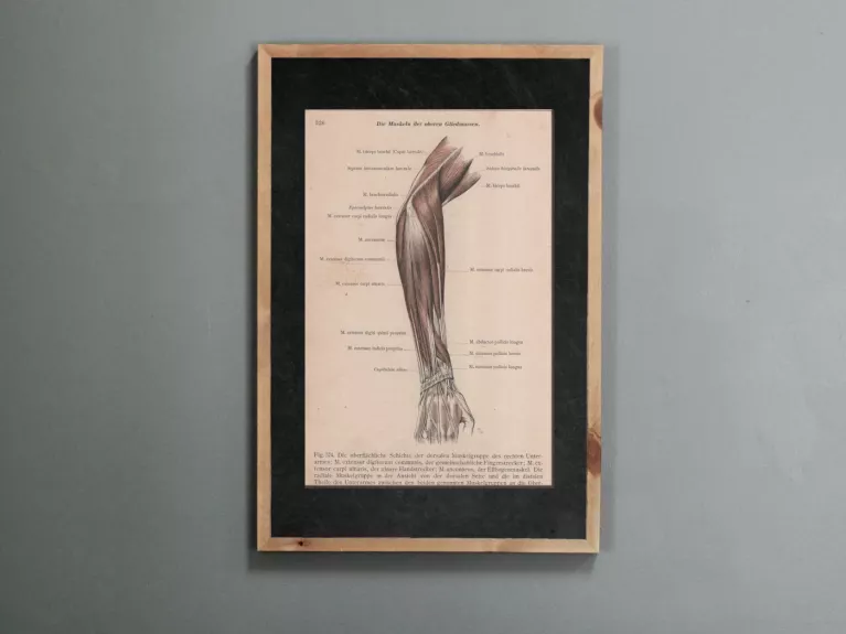 Žmogaus anatomija dilbio raumenys 1908m. litografija iš Anatomischer Atlas