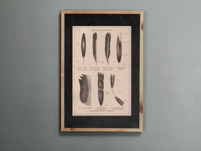 Paveikslas Žmogaus anatomija raumenų formos 1908m. spalvota litografija iš Anatomischer Atlas albumo