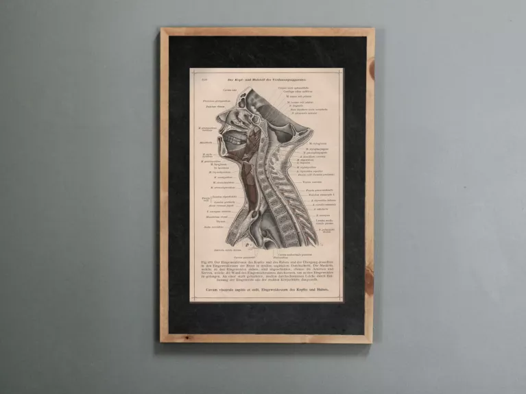 Litografija Žmogaus galva ir kaklas iš 1908m. Anatomischer Atlas