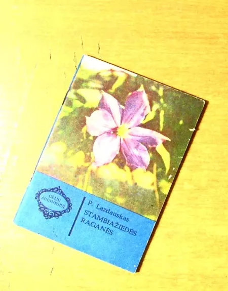 Stambiažiedės raganės