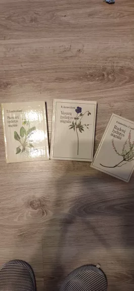 Pavasarį žydintys augalai. Vasarą žydintys augalai. Rudenį žydintys augalai