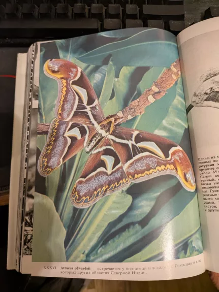 Iliustrirovanaja enciklopedija nasekomich