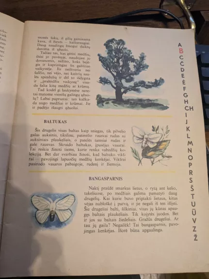 Kas miške gyvena ir auga