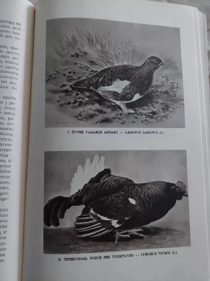 Lietuvos paukščiai, tomas I