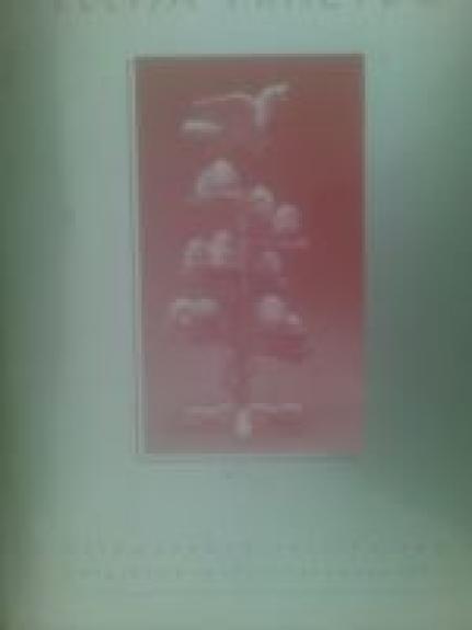 Velykų rytą lelija pražydo