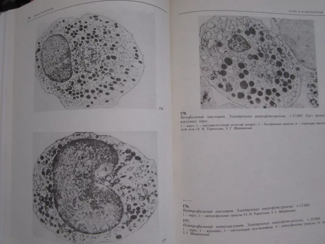 Atlas po histologiji i embriologiji - I. V. Almazov, knyga 4