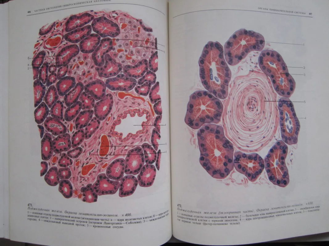 Atlas po histologiji i embriologiji - I. V. Almazov, knyga 5