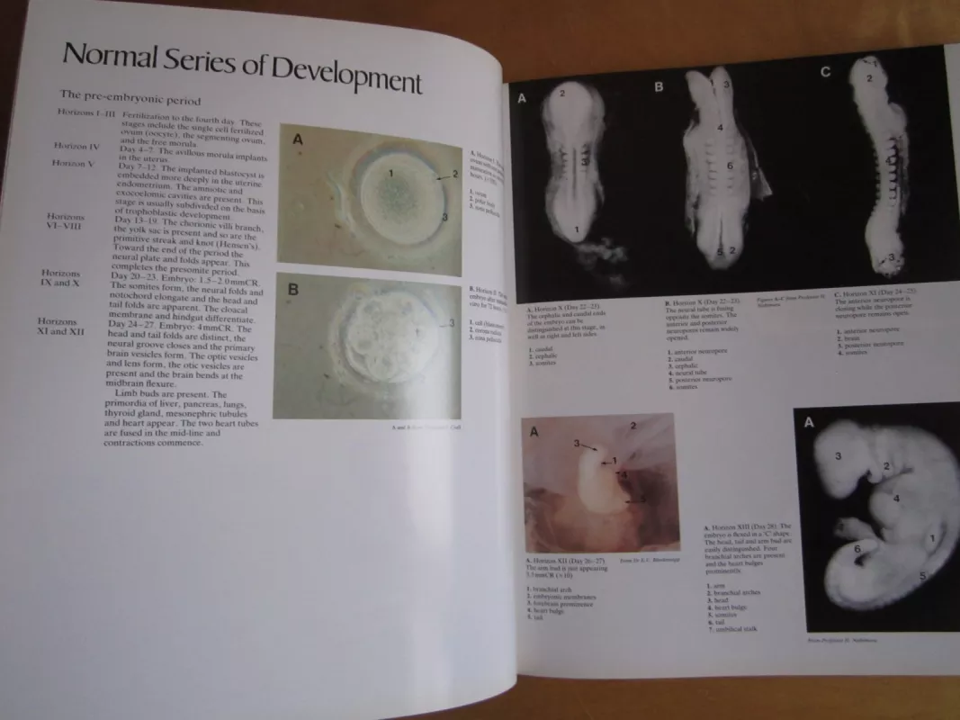 A colour atlas of life before birth    Normal fetal development - Marjorie A. England, knyga 5