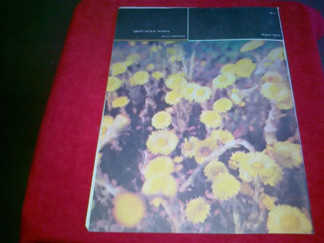 Пчеловодство 1988 4 - Autorių Kolektyvas, knyga