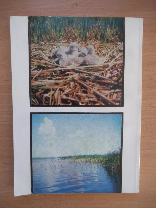 Gulbės Lietuvoje - Vytautas Nedzinskas, knyga 2