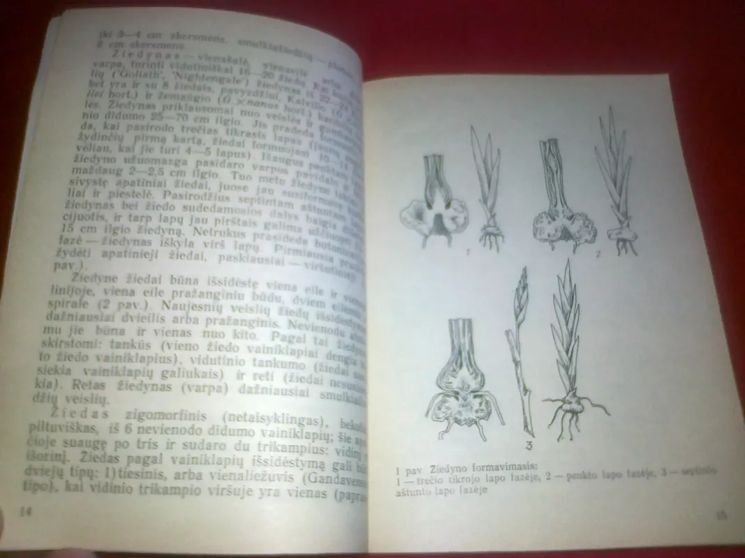 Kardeliai - P. Balčikonis, J.  Samsonaitė, J.  Tarvidas, knyga 5