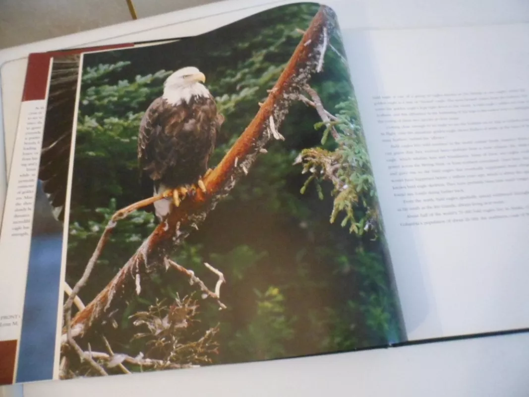 eagles - D. Jones, knyga 4