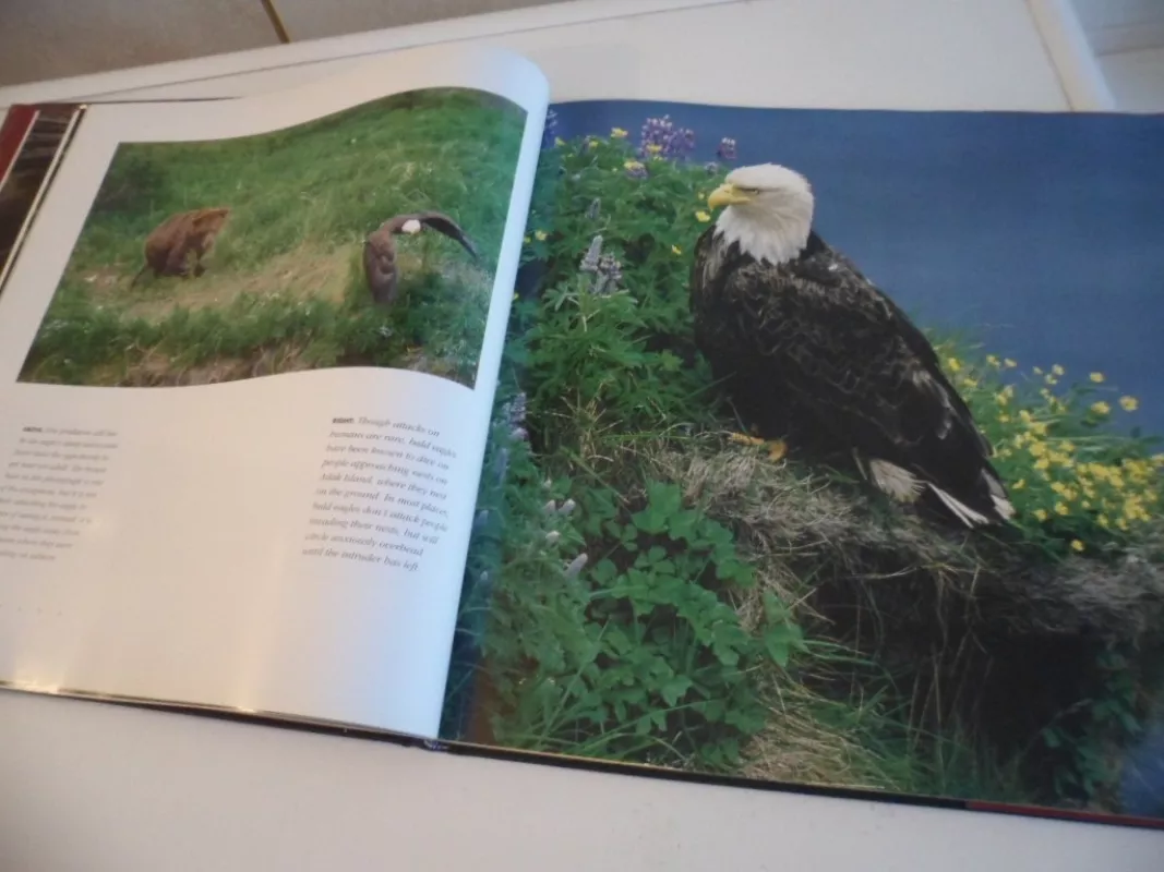 eagles - D. Jones, knyga 3