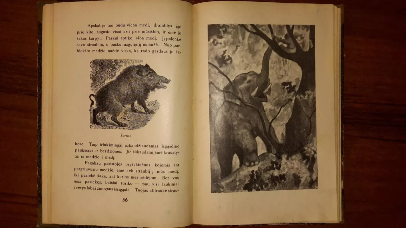 Margakaklis, vieno karvelio istorija - D.G. Mukerdži, knyga
