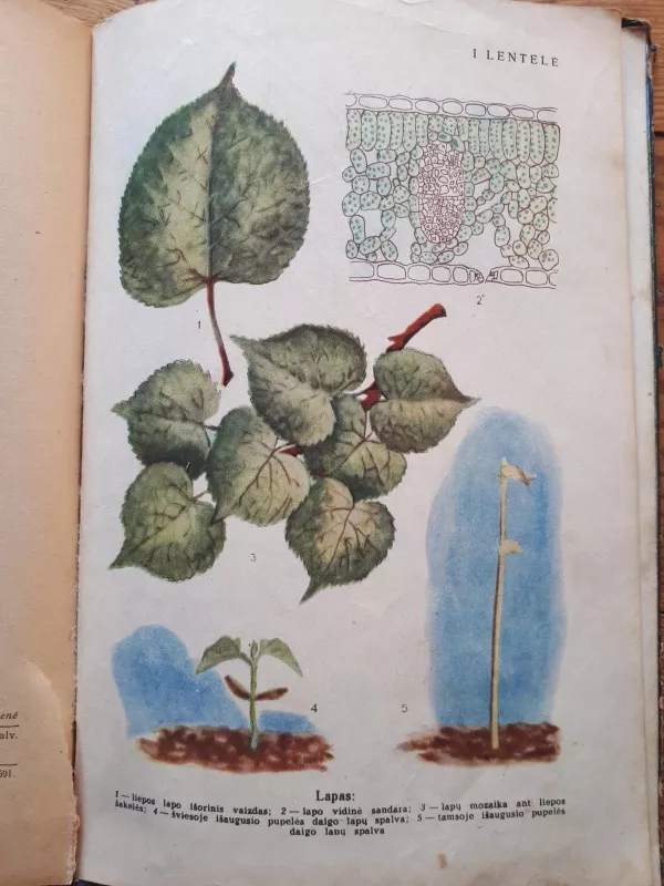 Botanika V-VI klasei - B. Vsesviatskis, knyga