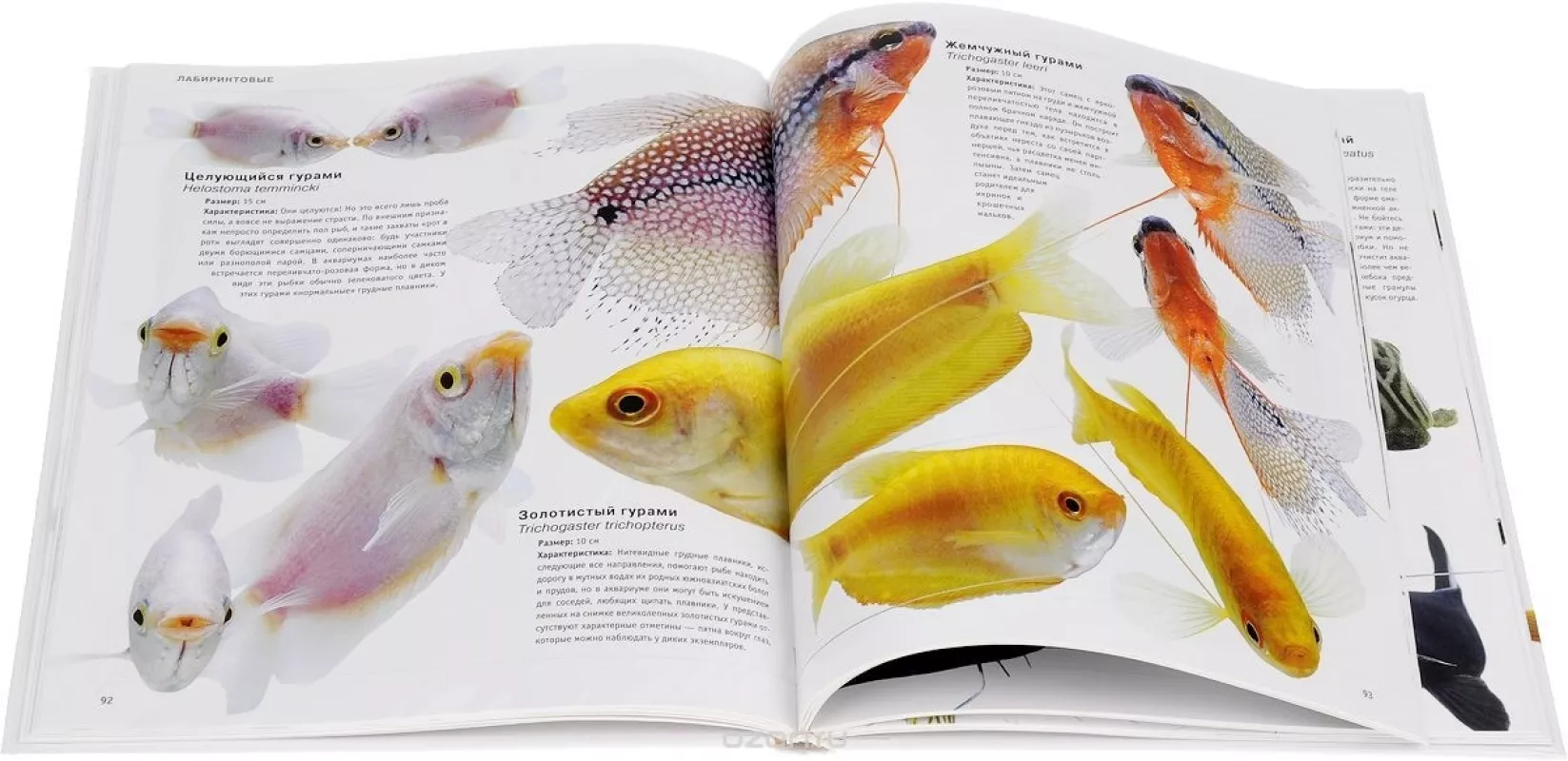Пресноводные аквариумные рыбы - Джофф Роджерс, knyga